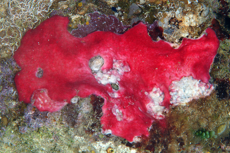 Didemnidae